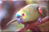 Blue Fronted Amazon